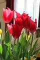 5. Early tulips